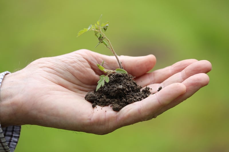 Planting a Garden