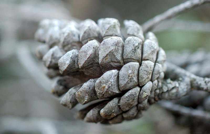 Pinecone Decorations